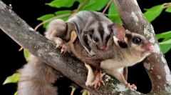 10 Úžasné zvieratá, ktoré možno nájsť len v austrálii